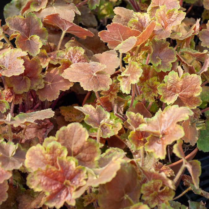 Purpurglöckchen Miracle ® - Willemse