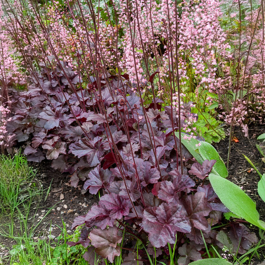 Heuchera obsidian - Heuchera Obsidian - Heuchera - Purpurglöckchen