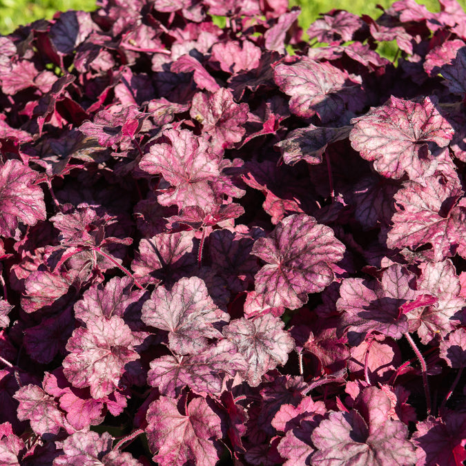 Heuchera Wild Rose - Willemse
