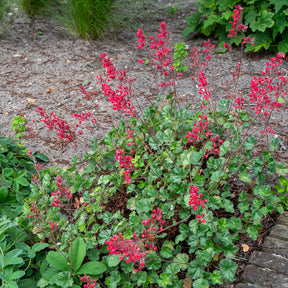Purpurglöckchen ‘Leuchtkäfer’ - Heuchera sanguinea Leuchtkäfer - Willemse