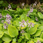 Funkie ‘Sum and Substance’ - Hosta sum and substance - Willemse