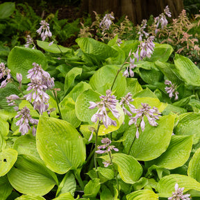 Funkie ‘Sum and Substance’ - Hosta sum and substance - Willemse