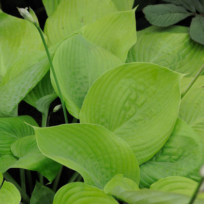 Hosta sum and substance - Funkie ‘Sum and Substance’ - Hosta - Funkie