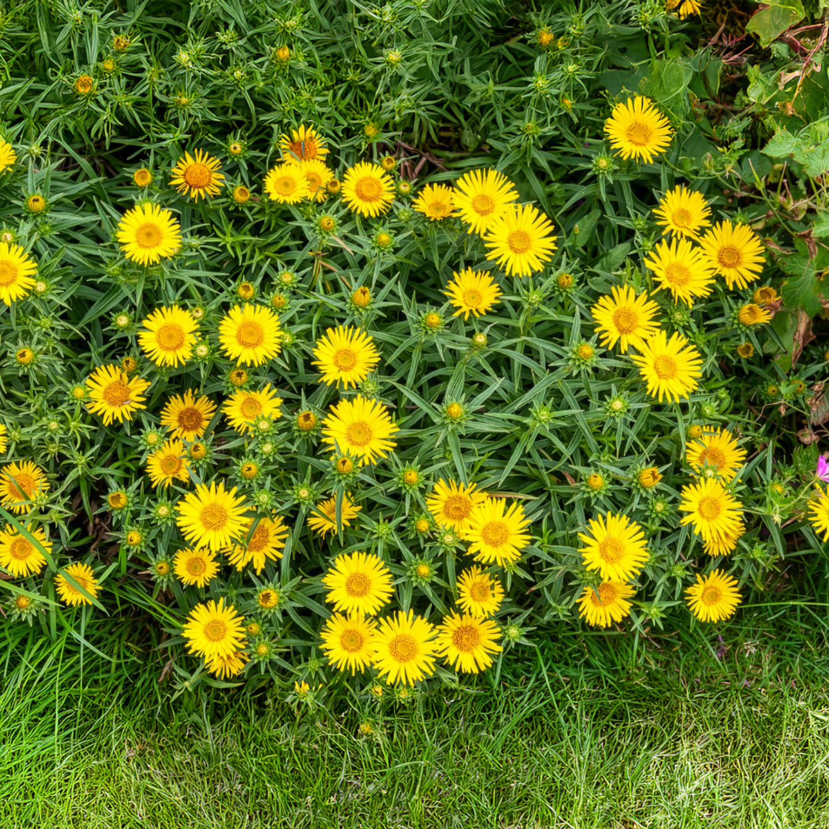 Schwertblättriger Alant - Inula ensifolia - Willemse