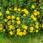 Schwertblättriger Alant - Inula ensifolia - Willemse