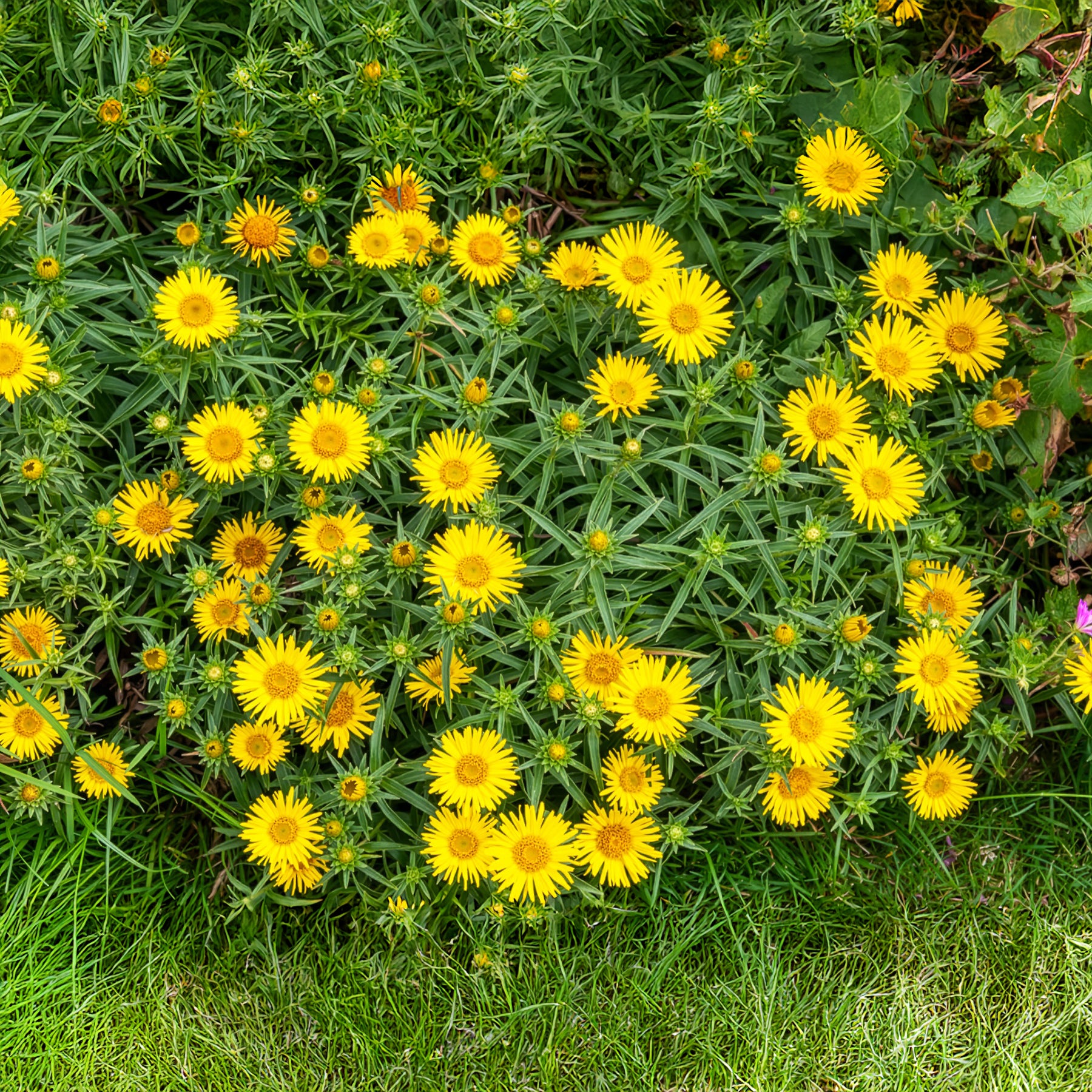 Schwertblättriger Alant - Inula ensifolia - Willemse