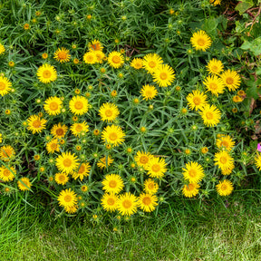 Schwertblättriger Alant - Inula ensifolia - Willemse