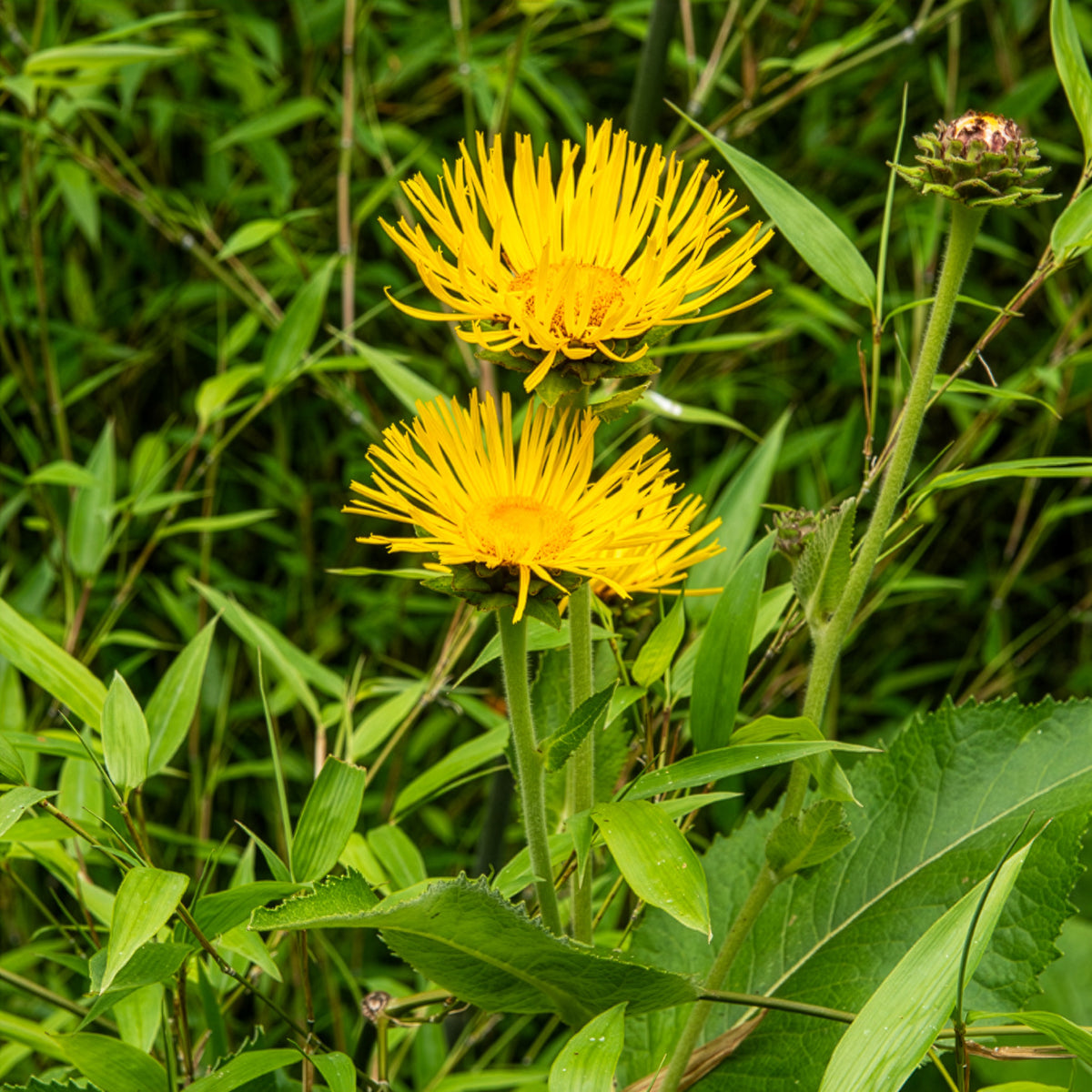 Hoher Alant - Inula magnifica - Willemse