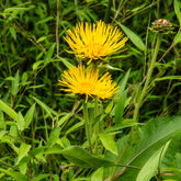 Hoher Alant - Inula magnifica - Willemse