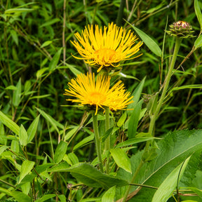 Hoher Alant - Inula magnifica - Willemse