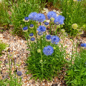 Ausdauerndes Sandglöckchen Blaulicht - Willemse