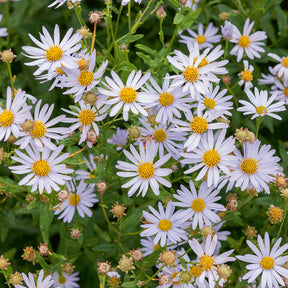 Schönastern Charlotte - Willemse