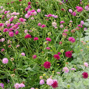 Knautia macedonica Melton Pastels - Knautie ‘Melton Pastels’ - Stauden