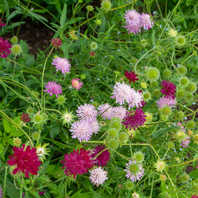 Knautie ‘Melton Pastels’ - Knautia macedonica Melton Pastels - Willemse