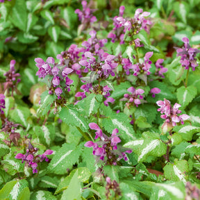 Lamium maculatum Roseum - Gefleckte Taubnessel 'Roseum' - Lammblatt