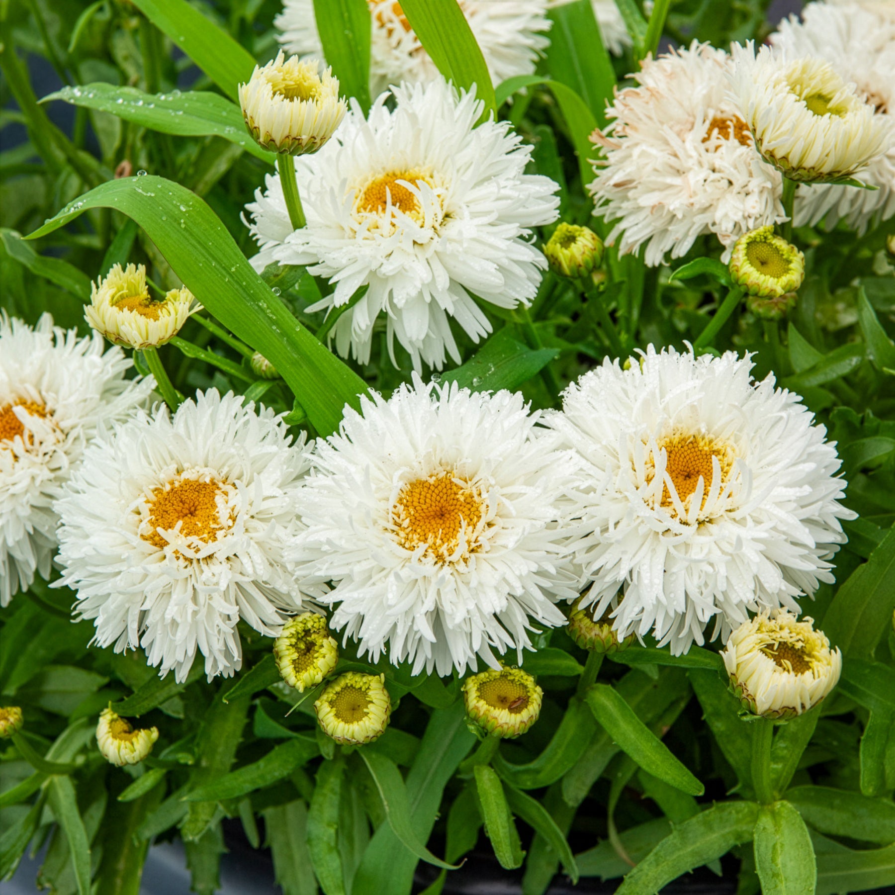 Großblumige Margerite Laspider - Willemse