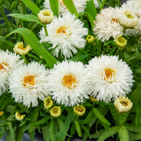 Großblumige Margerite Laspider - Willemse