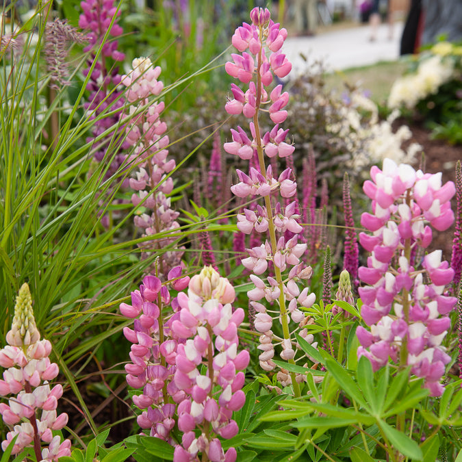 Lupine 'Gallery Pink' - Lupinus Gallery Pink - Willemse