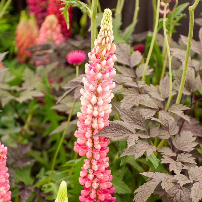 Lupine 'Gallery Pink' - Willemse
