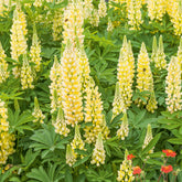 Lupine 'Gallery Yellow' - Lupinus Gallery Yellow - Willemse
