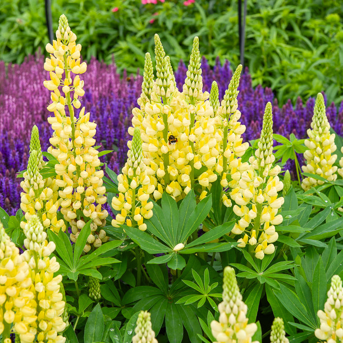 Lupine 'Gallery Yellow' - Willemse