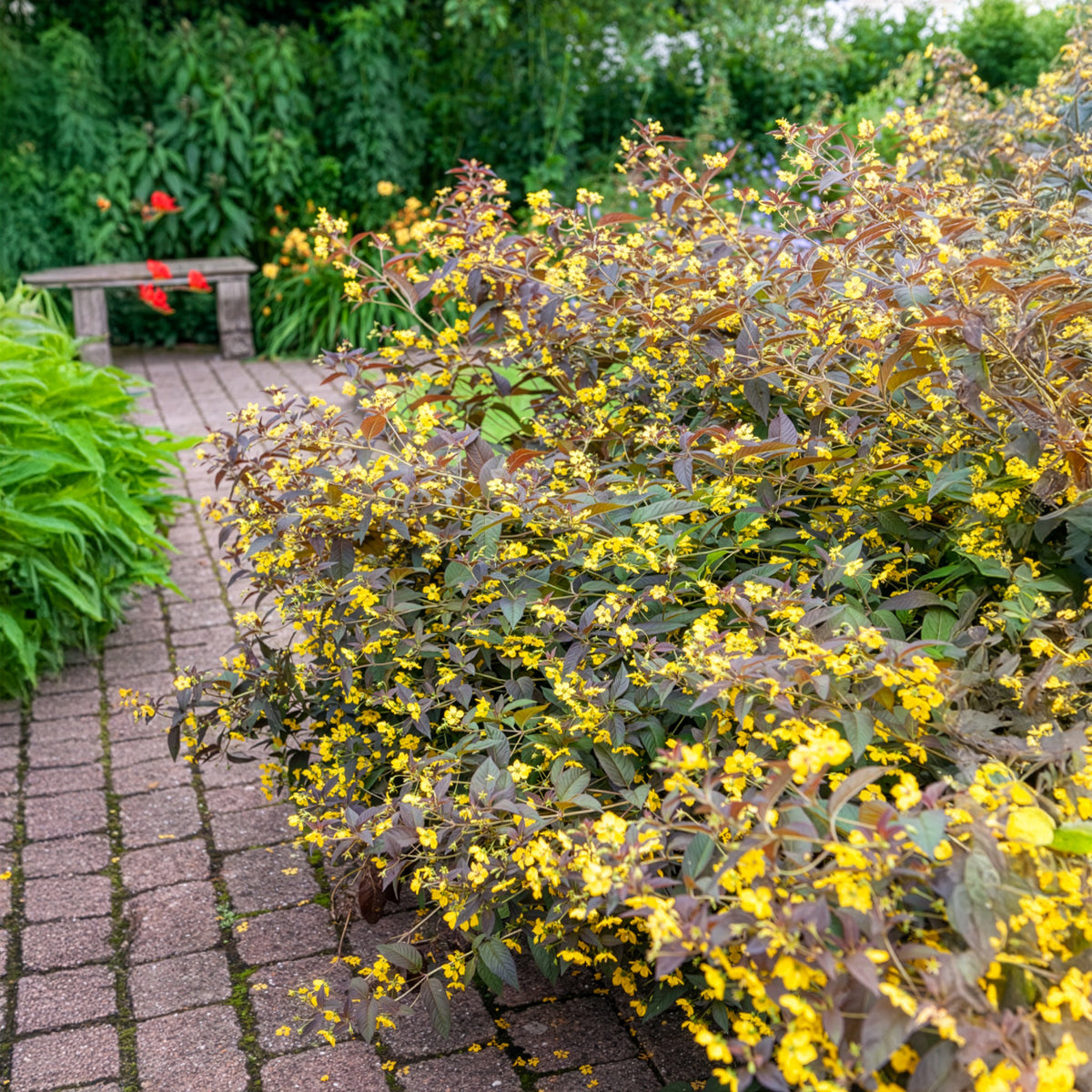Verkauf Bewimperter Felberich Firecracker - Lysimachia ciliata Firecracker