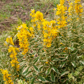Felberich - Gilbweiderich Alexander - Lysimachia punctata Alexander
