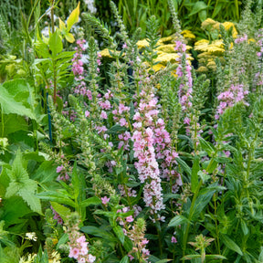 Verkauf Blut-Weiderich Blush - Lythrum salicaria Blush