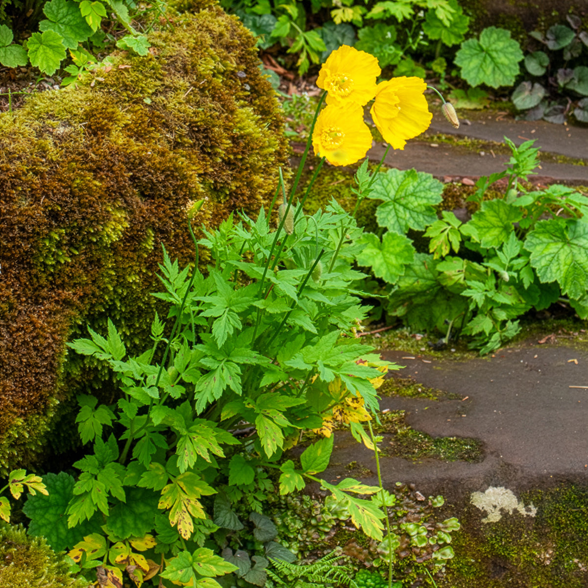 Meconopsis cambrica - Kambrischer Scheinmohn - Blühende Stauden