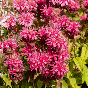 Monarde - Monarde Pink Lace - Monarda Pink Lace