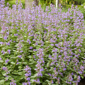 Blaue Katzenminze 'Dropmore' - Willemse