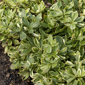 Pachysandra terminalis variegata - Schattengrün Variegata - Mehrjährige Bodendecker