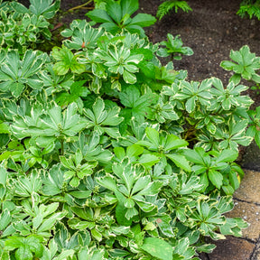 Schattengrün Variegata - Pachysandra terminalis variegata - Willemse