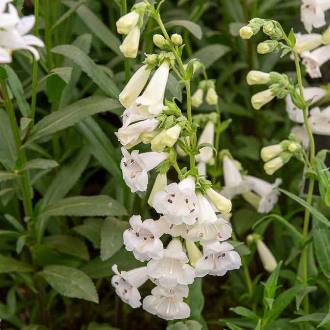 Penstemon White Bedder - Galane Weiß Bedder - Galane