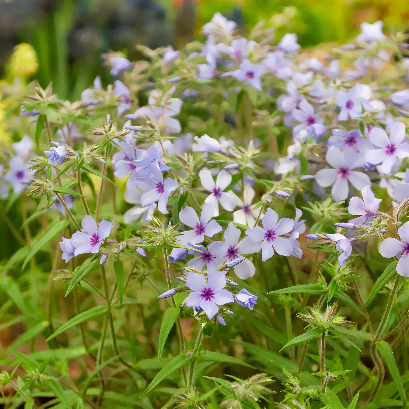 Verkauf Wald-Phlox ‘Chattahoochee’ - Phlox divaricata chattahoochee