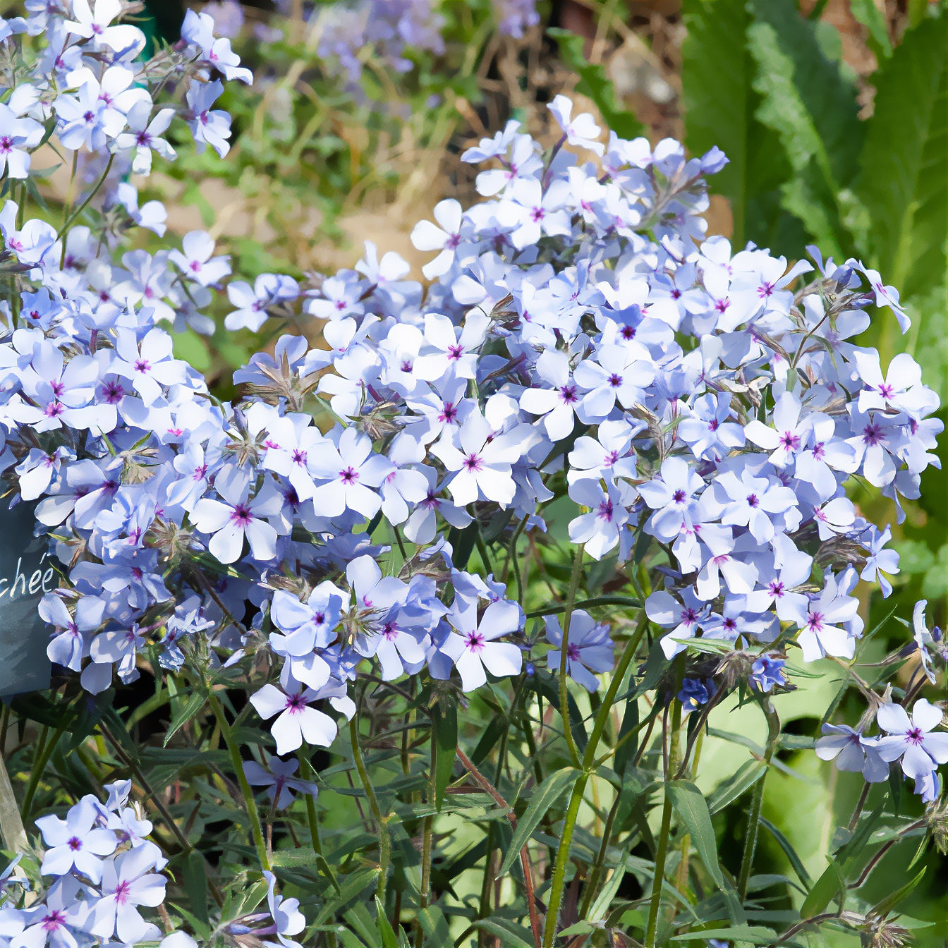 Wald-Phlox ‘Chattahoochee’ - Willemse