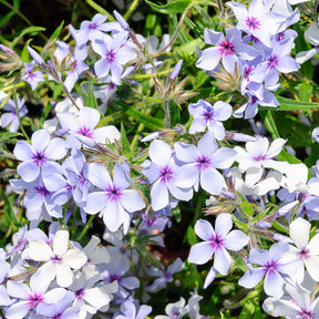 Wald-Phlox ‘Chattahoochee’ - Phlox divaricata chattahoochee - Willemse