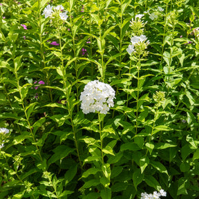 Hohe Flammenblume 'Fujiyama' - Phlox paniculata fujiyama - Willemse