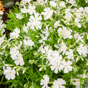 Polster-Phlox ‘White Delight’ - Willemse