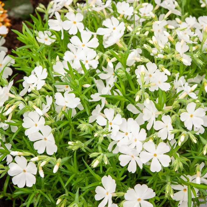 Polster-Phlox ‘White Delight’ - Willemse