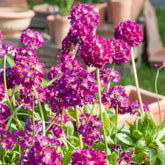 Gezackte Primel Rubin - Primula denticulata Rubin - Willemse