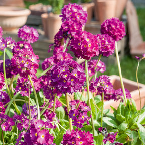 Gezackte Primel Rubin - Primula denticulata Rubin - Willemse