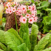 Primula japonica Apple Blossom - Japanische Etagenprimel Apple Blossom - Blühende Stauden