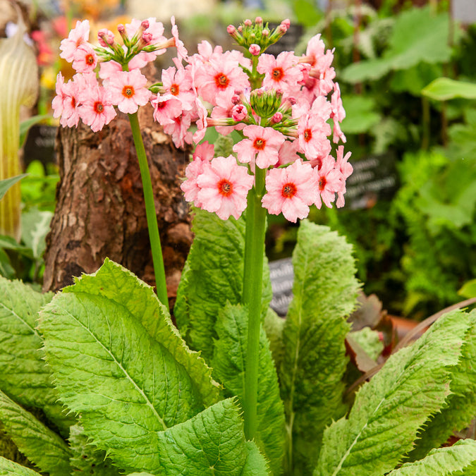 Primula japonica Apple Blossom - Japanische Etagenprimel Apple Blossom - Blühende Stauden