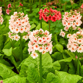 Japanische Etagenprimel Apple Blossom - Primula japonica Apple Blossom - Willemse