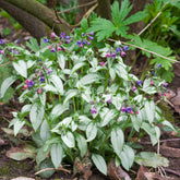 Lungenkraut ‘Majeste’ - Pulmonaria saccharata Majeste - Willemse