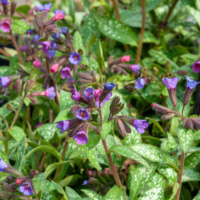 Pulmonaria saccharata Majeste - Lungenkraut ‘Majeste’ - Stauden