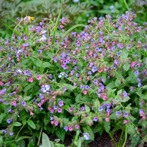 Offizielles Lungenkraut - Pulmonaria officinalis - Willemse