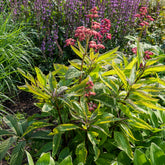 Fiederblättriges Schaublatt Chocolate Wings ® - Rodgersia pinnata Chocolate Wings - Willemse