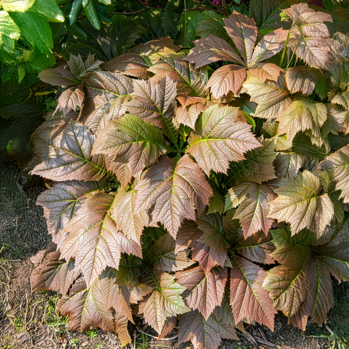 Gestieltblättriges Schaublatt - Rodgersia podophylla - Willemse